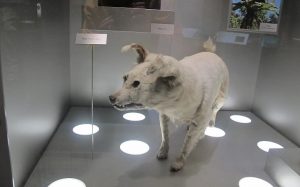 A statue of a standing Kuri dog in a museum.
