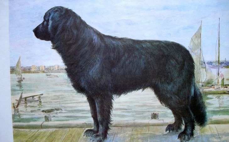 A painting of the now-extinct Moscow Water Dog.