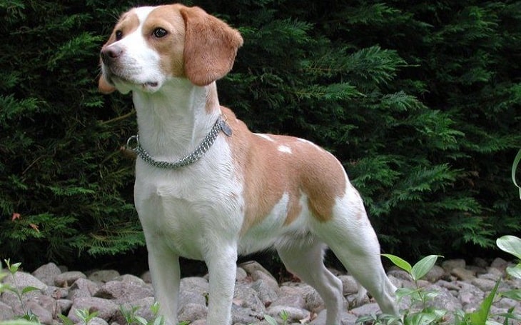 A dog sharing close resemblance with North Country Beagle.