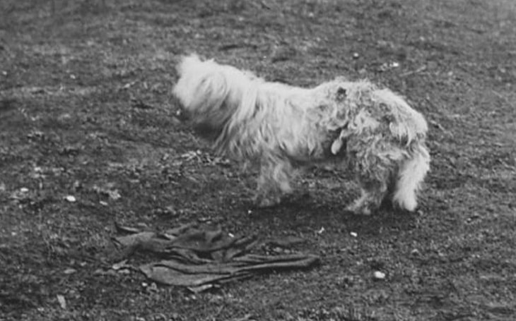 A Salish Wool Dog facing left.