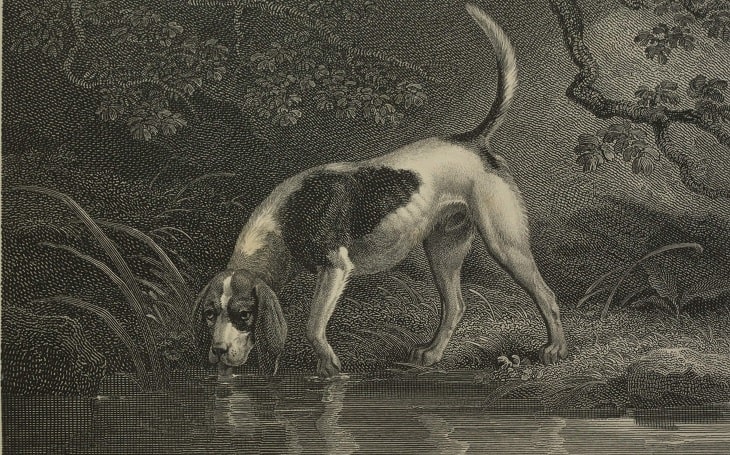 A sketch of a Southern Hound drinking water.