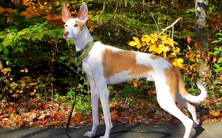 A sloki type breed which shares close resemblance to Tesem.