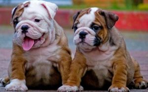 Two Toy Bulldogs sitting.