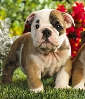 the toy bulldog