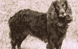 An old picture of a Toy Trawler Spaniel dog.