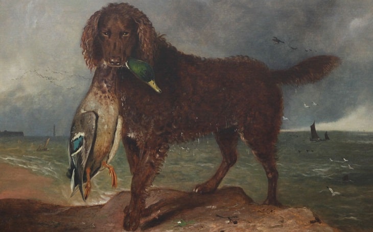 tweed water spaniel