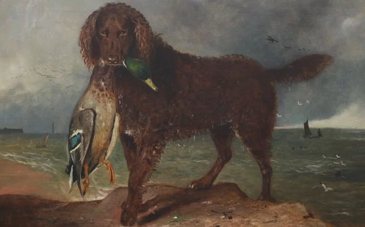 A Tweed Water Spaniel with a fish in its mouth.