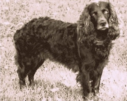 are english water spaniels extinct