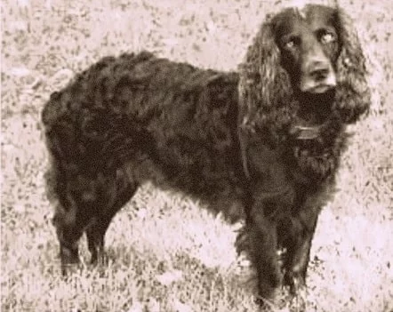 A Tweed Water Spaniel in picture.