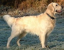 A Tweed Water Spaniel with golden fur.