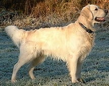 are english water spaniels extinct