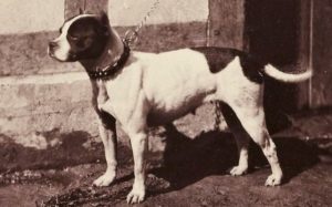 A standing Bull and Terrier facing left.