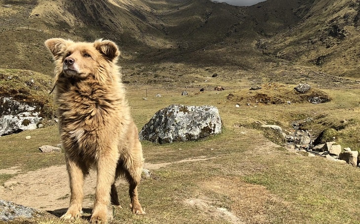 An old picture of a Chiribaya Dog standing.