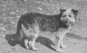Old Welsh Grey Sheepdog Old Rare Photo
