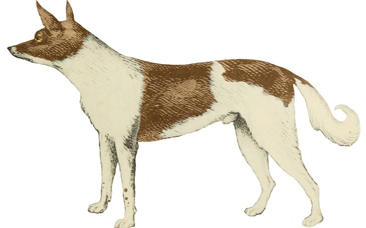 A standing Fuegian dog.