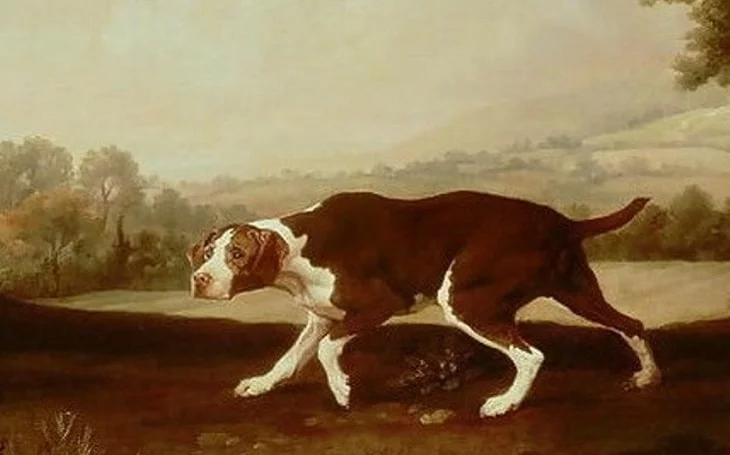A skecth of an Old Spanish Pointer walking.