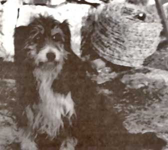 Old Welsh Grey Sheepdog