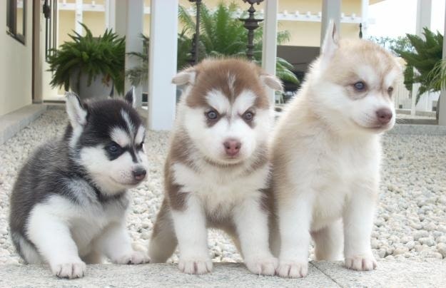 Sakhalin Husky Puppies