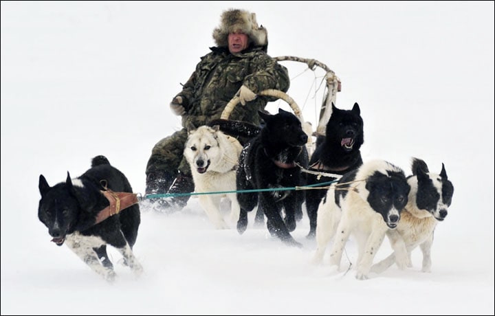 Sakhalin Husky dragging Sledge.