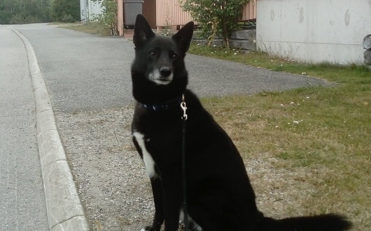 A black and white Seskar Seal Dog sitting.