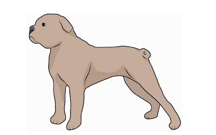 A sketch of a Terceira Mastiff.