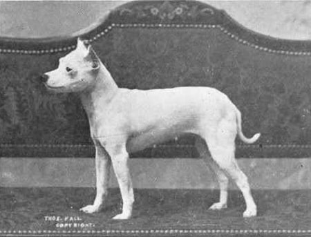 is old english terrier