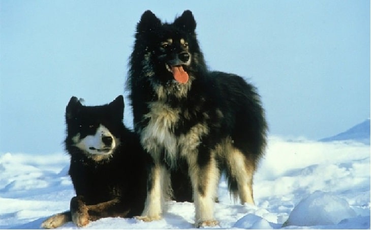 Sakhalin Husky Dogs