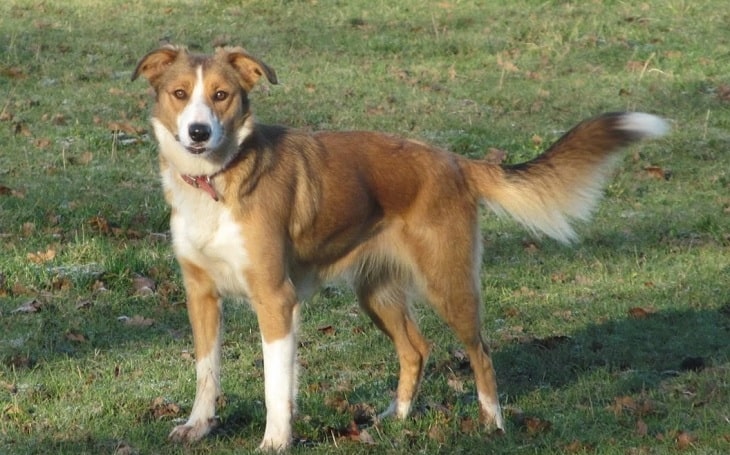 A Welsh Hillman dog standing.