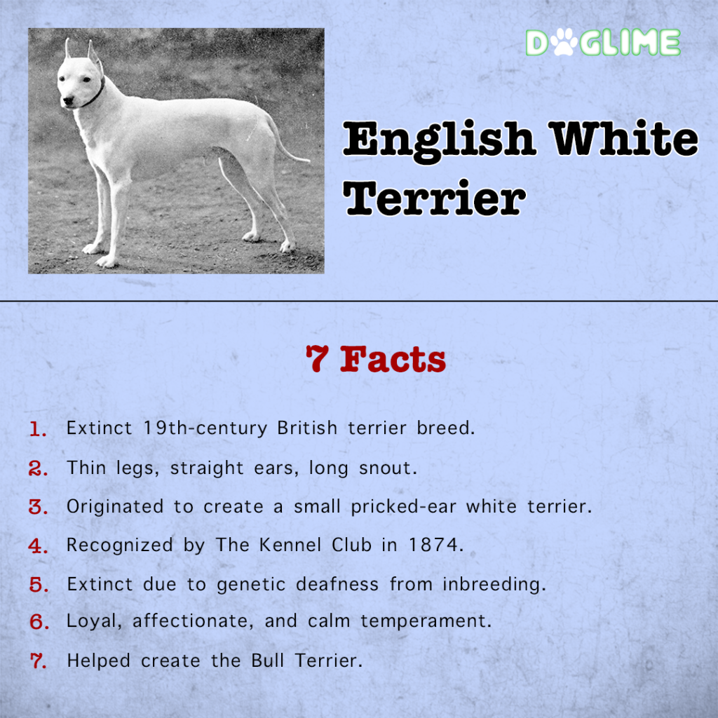 Seven facts on English White Terrier