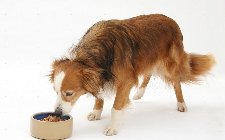 A Border Collie eating dog food.