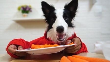 are carrots good for a smooth collie