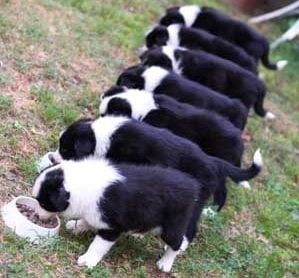 Border collie puppy diet sale