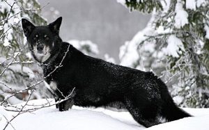 A picture of a now-extinct Lapponian Shepherd in snow.