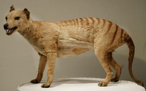A 3D statue of now-extinct Thylacine.