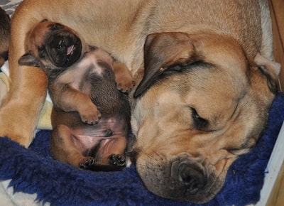 how long does it take for a boerboel to be fully grown