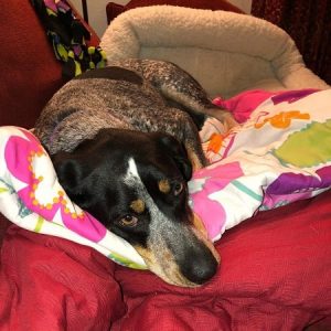 What to Feed Your Bluetick Coonhound? Diets and Feeding Methods for ...