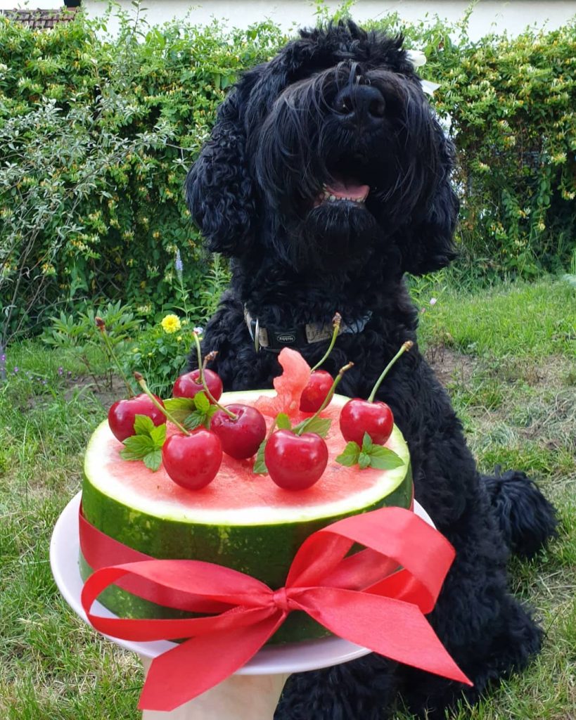 how much does a black russian terrier eat