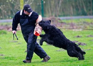 Methods to Train Black Russian Terrier - Strategies and Techniques for