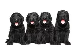 Black Russian Terrier Puppies.
