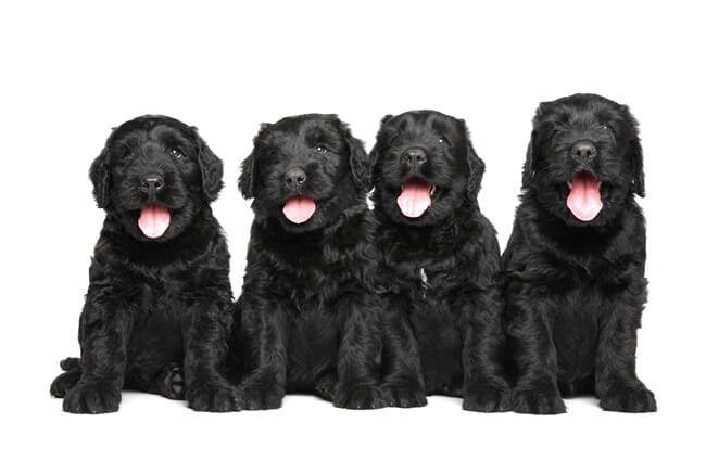 Black Russian Terrier Puppies.