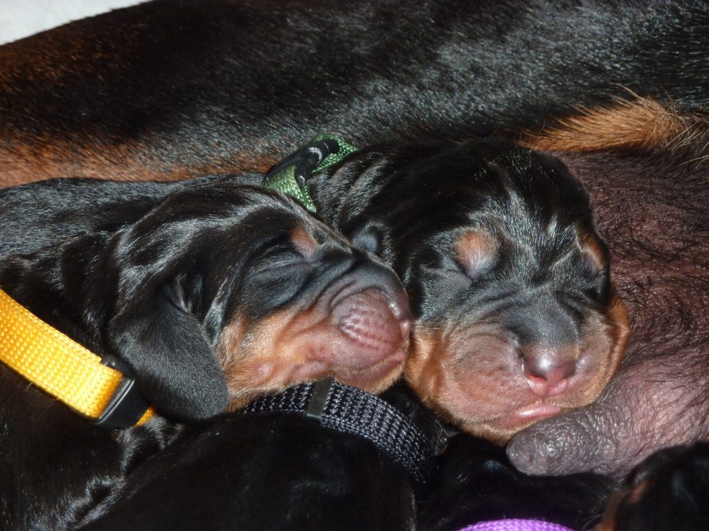 Newborn Black and Tan Coonhound. 