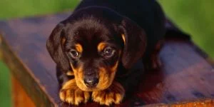 Black and Tan Coonhound.