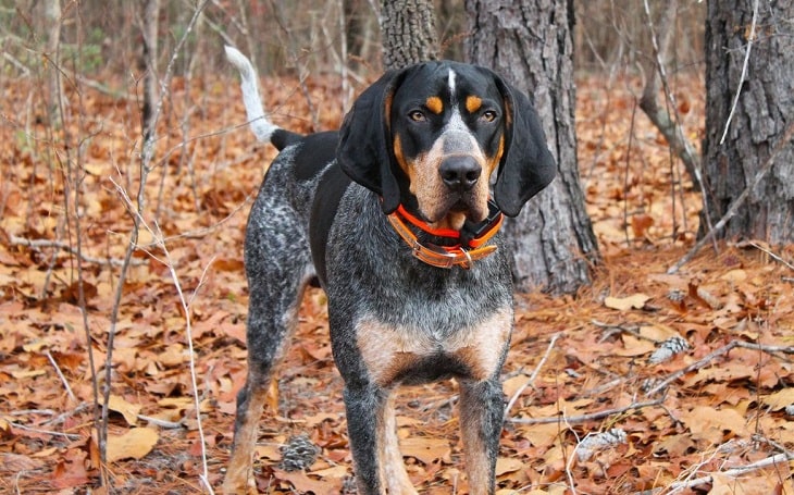 An adult Bluetick Coonhound standing in the woods.