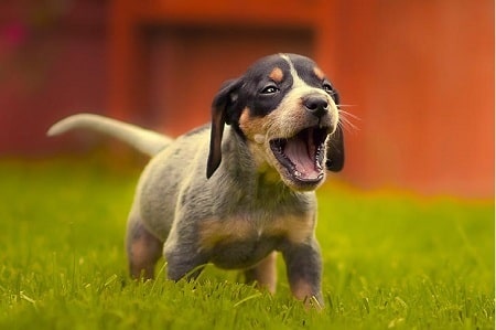 how do you leash train a coonhound