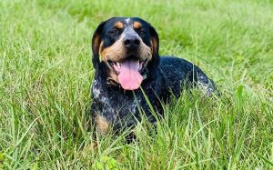 A happy Bluetick Coonhound sitting in the grass.
