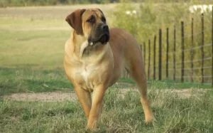 Methods To Train Boerboel - Strategies And Techniques For Easy Training 