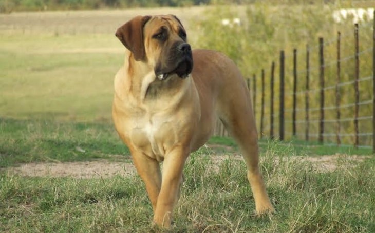 A huge and muscular Boerboel standing and looking right.