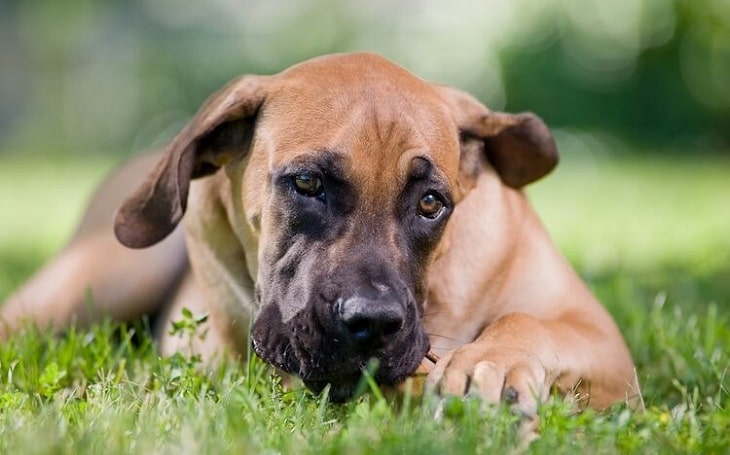 A picture of a sitting Boerboel dog.