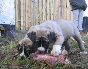 Best food for boerboel puppies hotsell