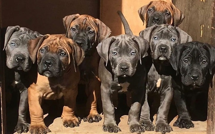 A group of Boerboel puppies standing together.